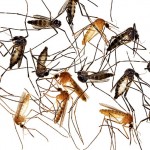 Mosquitos and Lyme Disease