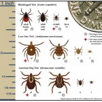 Permethrin and Lyme Disease