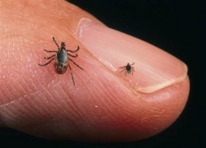 TIcks lyme symptoms