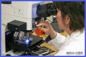 Biofilm and lyme symptoms