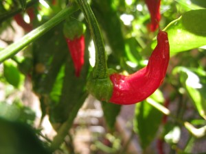 cayenne pepper lyme symptoms