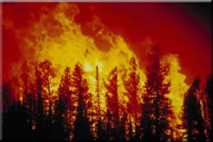 forest fire lyme symptoms