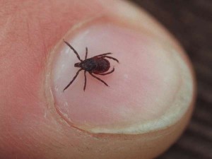 Relative and Lyme symptoms