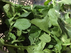 arugula lyme disease
