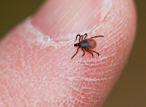 tick lyme disease lyme symptoms
