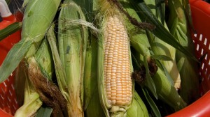 gmo lyme disease lyme symptoms