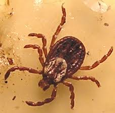 Law and Lyme disease and Lyme Symptoms