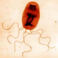 Bartonella lyme disease lyme symptoms
