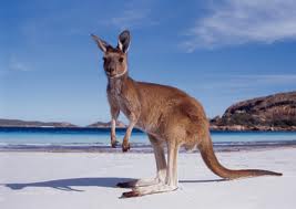 Lyme Disease Austrailia