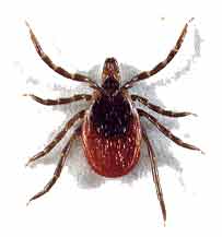 New Treatment for Chronic Lyme Disease Coming